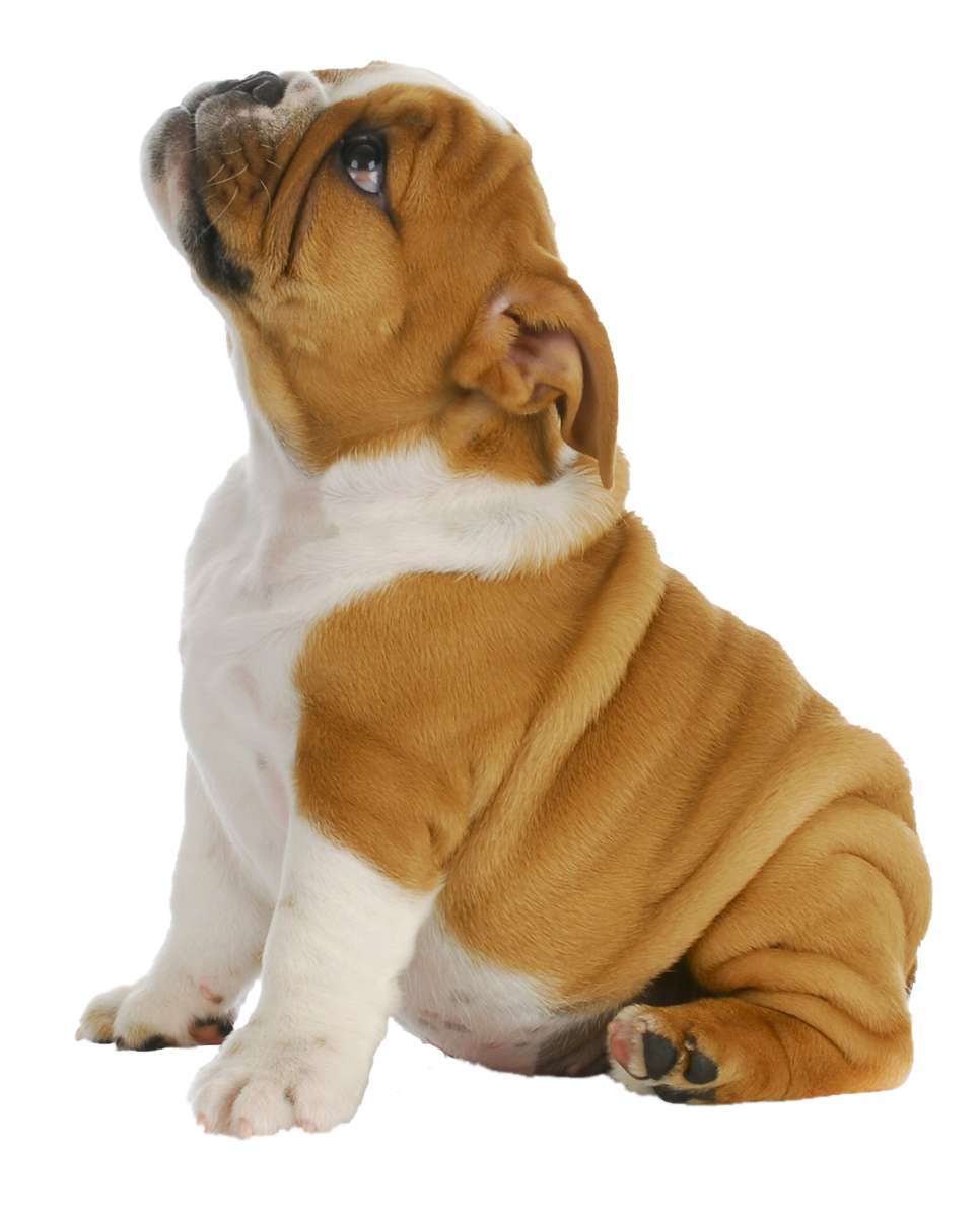 A cute and chubby bulldog puppy sitting down and looking up at the heading "Puppy".