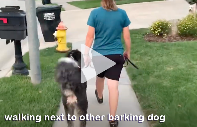 Cathy walking a dog next to another barking, loud dog.