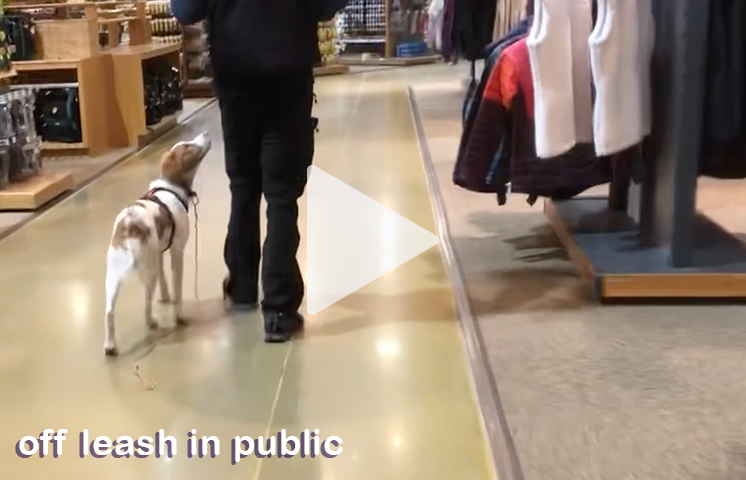 Gibbs walking off leash next to Chase Lee through Cabela's.