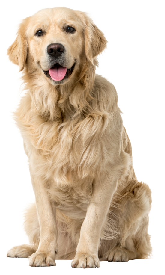 A happy golden retiever sitting.