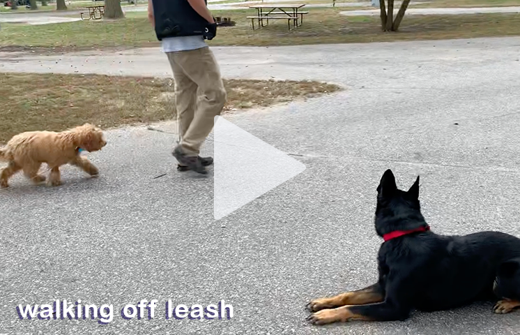Scotch walking next to Chase Lee, Dog Trainer, walking off leash next to another dog.